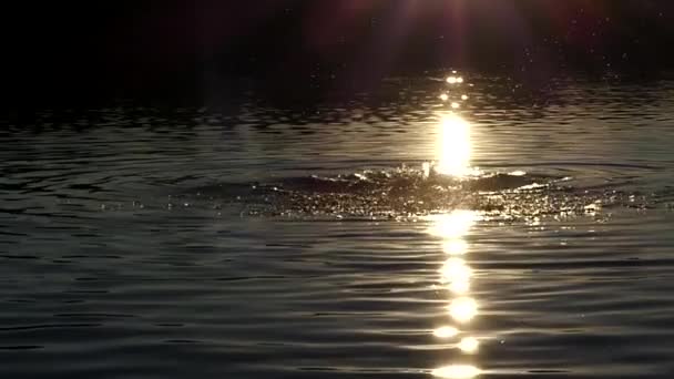 Muž Butterfly plavání v jezeře při západu slunce v pomalém pohybu. — Stock video