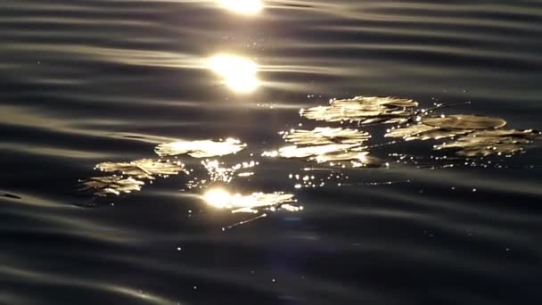 Ağır çekim. Batan güneşin parlamasını dalgalarda üzerinde sallanan bir zambak yaprakları. — Stok video