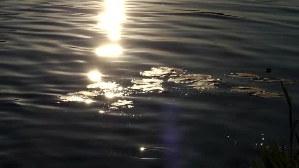 A cámara lenta. las hojas de un lirio balanceándose en las olas en el resplandor del sol poniente . — Vídeos de Stock