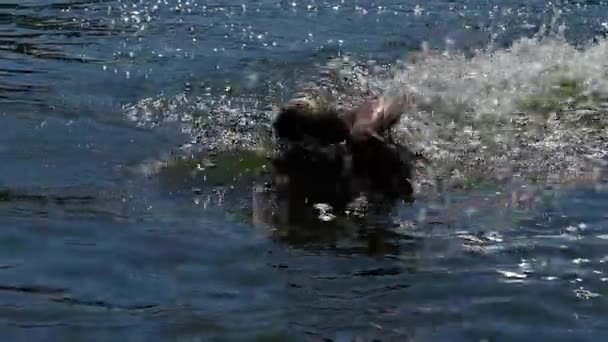 Пловец плавает фристайлом в открытой воде. Slow Motion . — стоковое видео