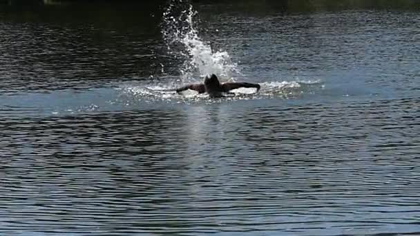 Profesionální plavec plave Butterfly v otevřené vodě. Zpomalený pohyb. — Stock video