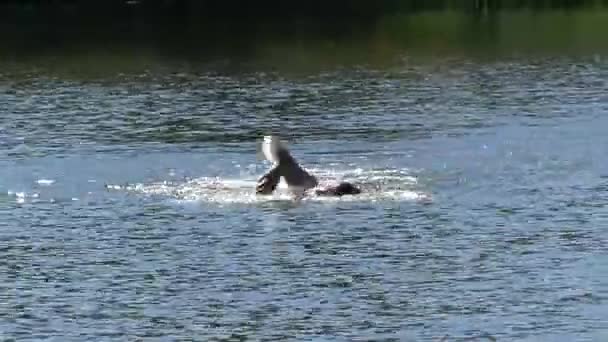 Plavec plave Freestyle v otevřené vodě. — Stock video