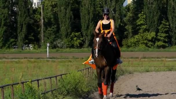 Donna cavaliere seduto sul cavallo marrone e passeggiate a cavallo . — Video Stock