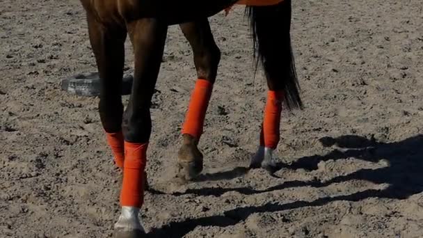 Gambe di cavallo a cavallo in slow motion . — Video Stock