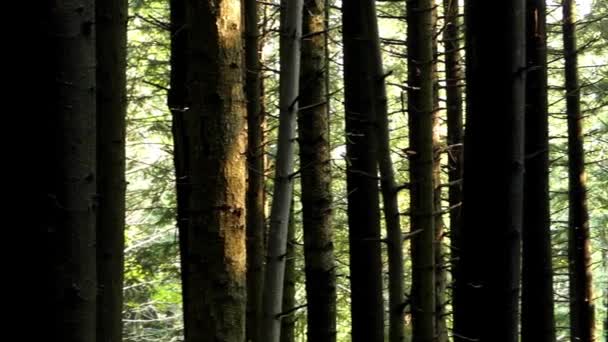Сосновый лес в Карпатах . — стоковое видео