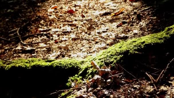 Pineta nelle montagne dei Carpazi . — Video Stock