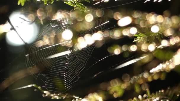 Cobweb в лесу между деревьями на солнце . — стоковое видео