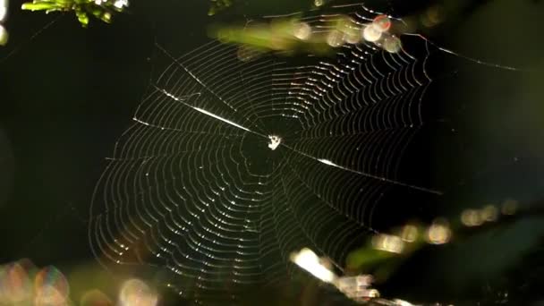 太陽の下で木の森の中で蜘蛛の巣. — ストック動画