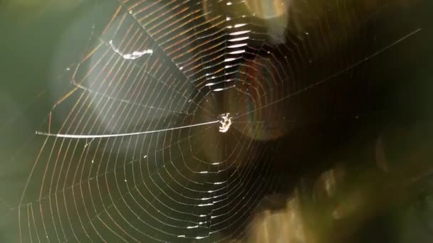 Cobweb na floresta entre as árvores no sol . — Vídeo de Stock