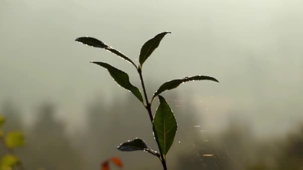 Blätter mit Tau, der während des Sonnenaufgangs im Wind schwankt. — Stockvideo