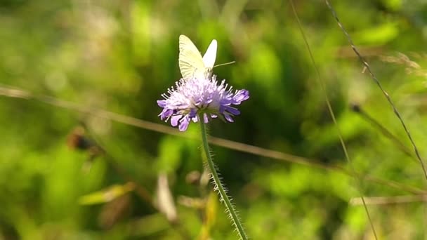 Weißer Schmetterling auf der Blume sitzend. Zeitlupe. — Stockvideo