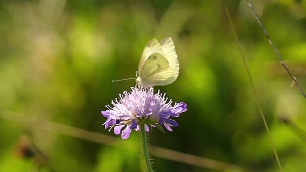 Weißer Schmetterling auf der Blume sitzend. Zeitlupe. — Stockvideo