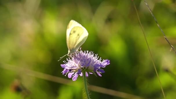 Bílý motýl na květ. Zpomalený pohyb. — Stock video