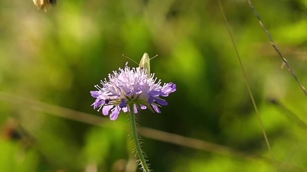 La abeja y la mariposa en una flor en cámara lenta . — Vídeo de stock