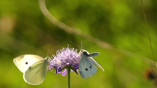Dos mariposas blancas en la flor en cámara lenta . — Vídeo de stock