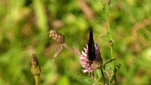 Borboleta preta sentada em uma flor roxa. Movimento lento . — Vídeo de Stock