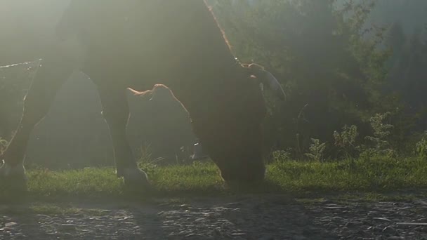 La vache au soleil Manger au ralenti . — Video