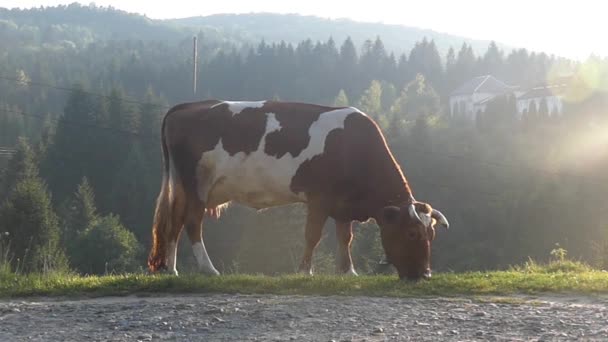 Vaca en la luz del sol comiendo en cámara lenta . — Vídeos de Stock