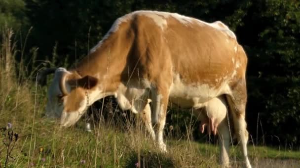 Een koe met een bel rond zijn nek begrazing Closeup. — Stockvideo