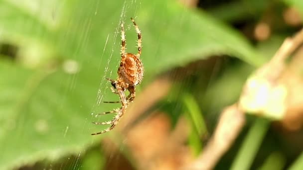 Sinekler için bekleyen Web üzerinde asılı örümcek. — Stok video