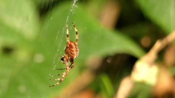 Spindel hängande på webben väntar flugor. — Stockvideo