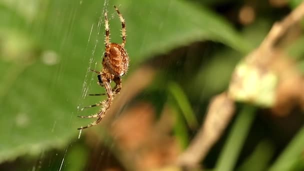 Pavouk visí na webu čeká na mouchy. — Stock video