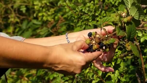 Dívka ruce sběru ostružin v lese. — Stock video