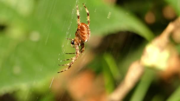 Spin hangend op het web. — Stockvideo