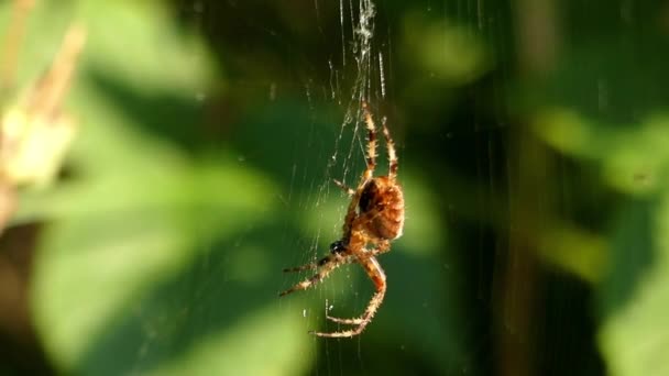 Pavouk visící na síti. — Stock video