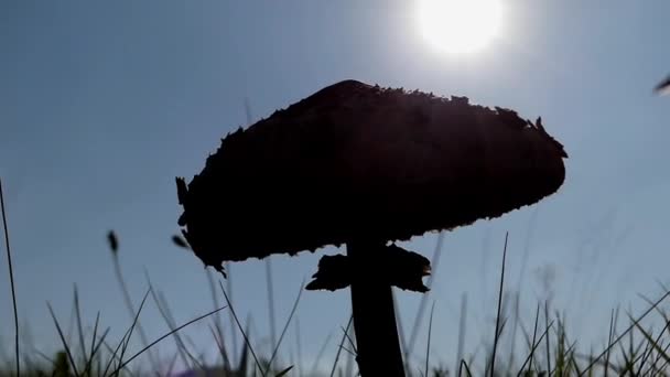 Silhouette de gros champignon à la lumière du soleil . — Video
