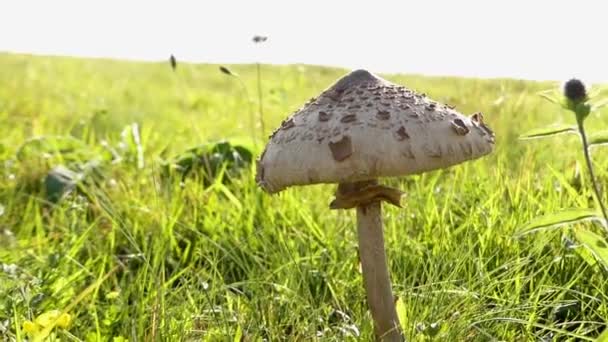 Großer Pilz im Sonnenlicht. — Stockvideo