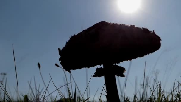 Silhuetten av stora svamp i solljus. — Stockvideo
