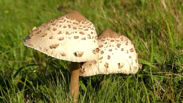 Gros champignons Fermer . — Video