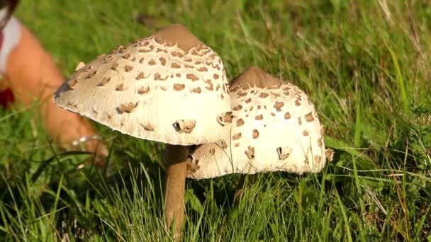 Emozioni della donna quando vede due grandi funghi. Zoomare . — Video Stock