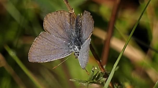 Szary motyl zbliżenie odpoczynku na rośliny. — Wideo stockowe