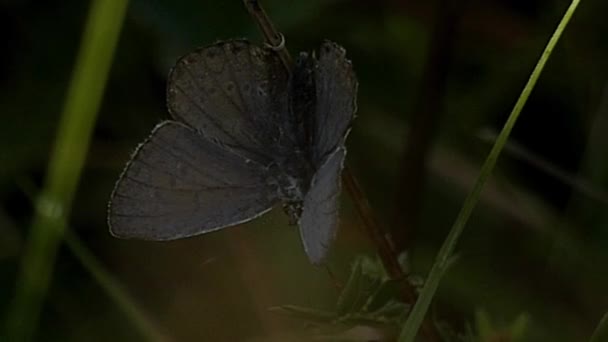 Šedá Butterfly zblízka odpočinku na rostlině. — Stock video