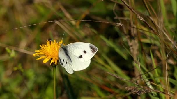 Un papillon blanc décolle dans le ciel . — Video