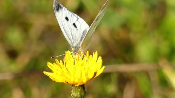 En hvid sommerfugl sidder på den gule blomst . – Stock-video