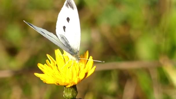 Una mariposa blanca sentada en la flor amarilla . — Vídeos de Stock