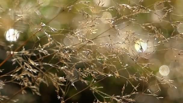 Ervas no orvalho sobre as luzes do sol balançando no vento . — Vídeo de Stock