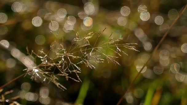Трави в роса на світло сонця, колишуться на вітрі. — стокове відео
