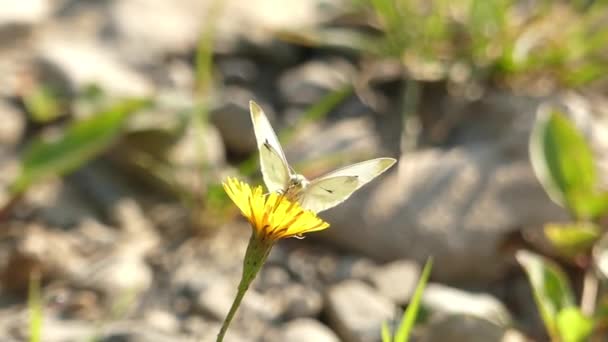 Один метелик сидить на жовтій квітці. Повільний рух . — стокове відео
