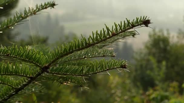 Kiefer im Bergwald. Nahaufnahme. — Stockvideo