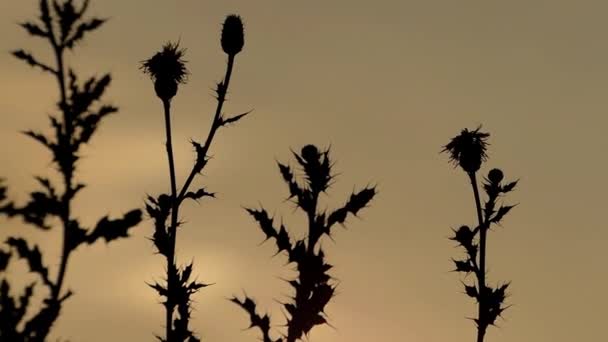 Hojas y hierbas balanceándose en el viento a la luz amarilla del sol . — Vídeo de stock