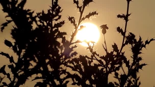 Feuilles et herbes se balançant au vent à la lumière jaune du soleil . — Video