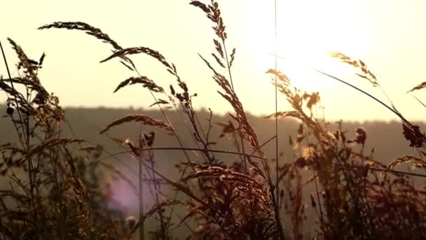 Hojas y hierbas balanceándose en el viento a la luz amarilla del sol . — Vídeos de Stock