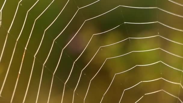 Geweldige spinnenweb in de zon licht gericht. — Stockvideo