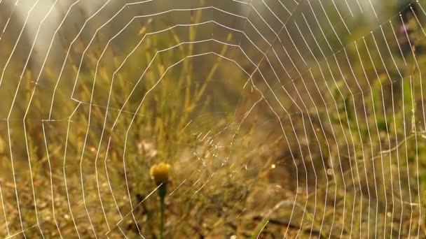 Fantastiska spindelnät i solljus med dagg. — Stockvideo