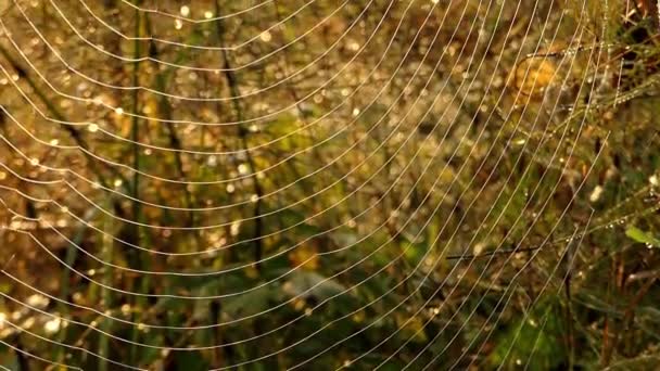 İnanılmaz örümcek ağı çiy ile güneş ışığında. — Stok video