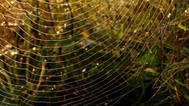 Καταπληκτικό Spider Web στο φως του ήλιου με τη δροσιά. — Αρχείο Βίντεο